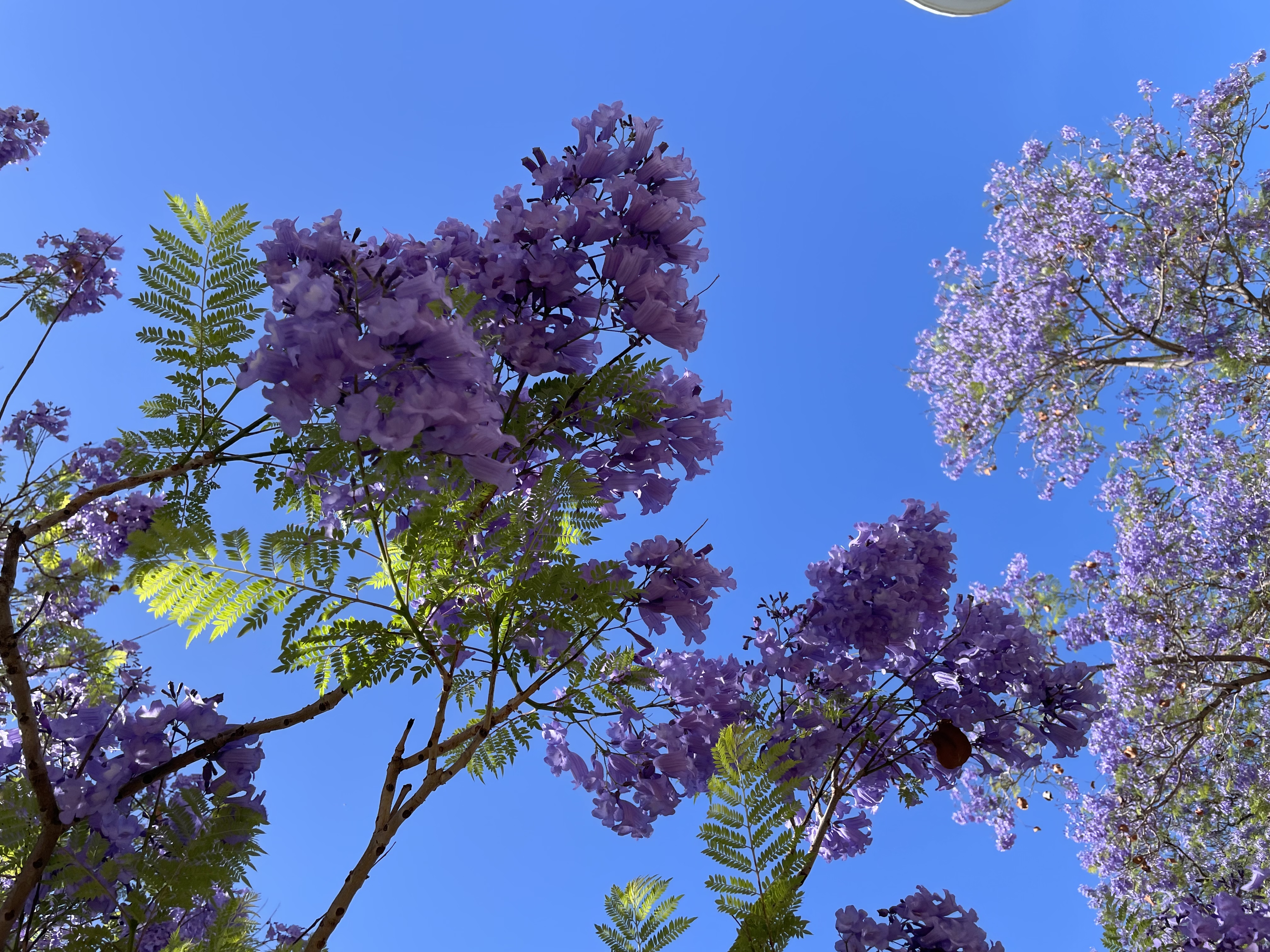 ジャカランダの花